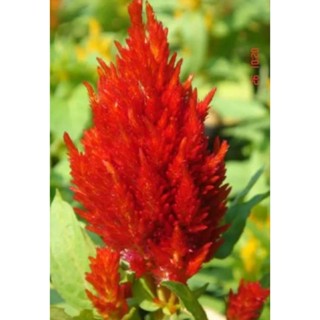 เมล็ดพันธุ์ ดอกสร้อยไก่ เรดเรนเจอร์ สีแดง ( Celosia Plumos ) ดอกสวย บรรจุ 100 เมล็ด