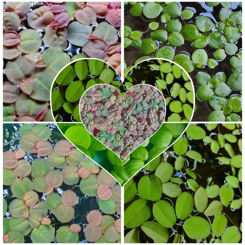 ภาพหน้าปกสินค้าจอกแดงญี่ปุ่น RED ROOT FLOATER จอกเขียวญี่ปุ่น Frogbit กระจับญี่ปุ่น ต้นไม้น้ำ  พืชลอยน้ำ