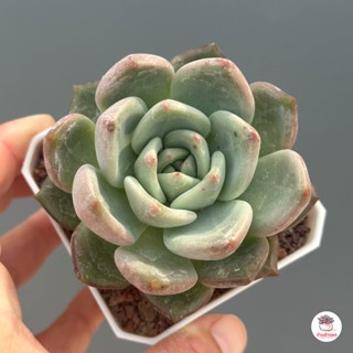 Echeveria Champange ไม้อวบน้ำ กุหลาบหิน Cactus&amp;Succulent