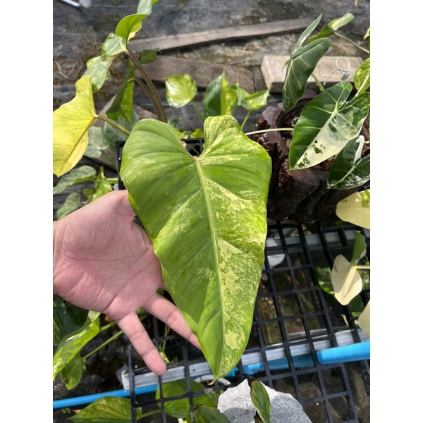 ต้นฟิโลโดเมสติคัม-โดเมสติคัม-philodendrondomesticumvariegata