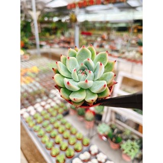 Echeveria Chihuahuensis