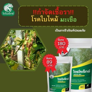 กำจัดเชื้อรา สาเหตุของโรคใบไหม้ ในมะเขือ ไตรโคเดอร์มา ไตรโคเร็กซ์ ปลอดภัยต่อคนและสัตว์เลี้ยง