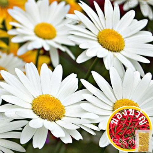 เมล็ดพันธุ์ ดอกเดซี่ สีขาว (Silver Princess Shasta Daisy Seed) 200 ...