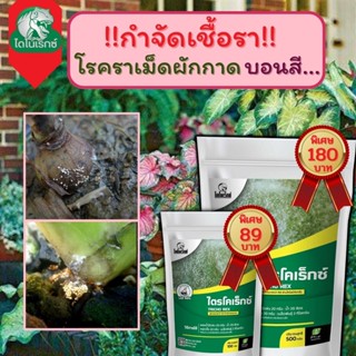 กำจัดเชื้อรา สาเหตุของโรคราเม็ดผักกาด ในบอนสี ไตรโคเดอร์มา ไตรโคเร็กซ์ ปลอดภัยต่อคนและสัตว์เลี้ยง