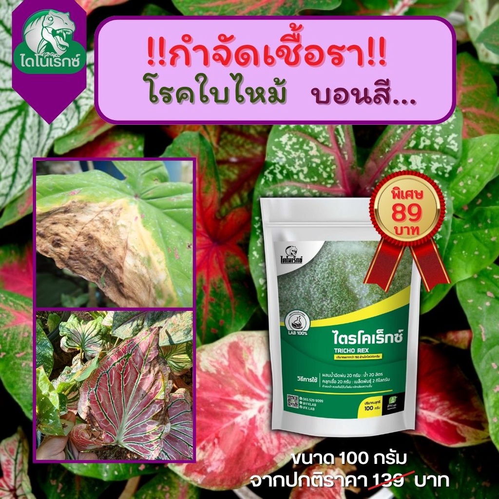 กำจัดเชื้อรา-สาเหตุของโรคใบไหม้-ในบอนสี-ไตรโคเดอร์มา-ไตรโคเร็กซ์-ปลอดภัยต่อคนและสัตว์เลี้ยง