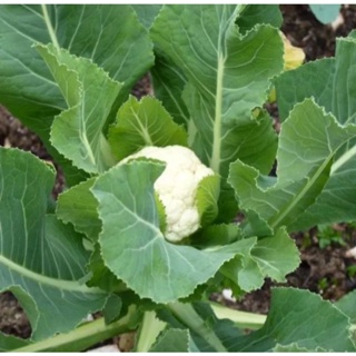 เมล็ดพันธุ์ กะหล่ำดอก สโนว์บอล ( Snowball Self Blanching Cauliflower Seed ) บรรจุ 100 เมล็ด