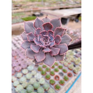 Echeveria  บัวม่วงลักษณะใบมีขอบอยากสีม่วงสดใสมากค่ะ