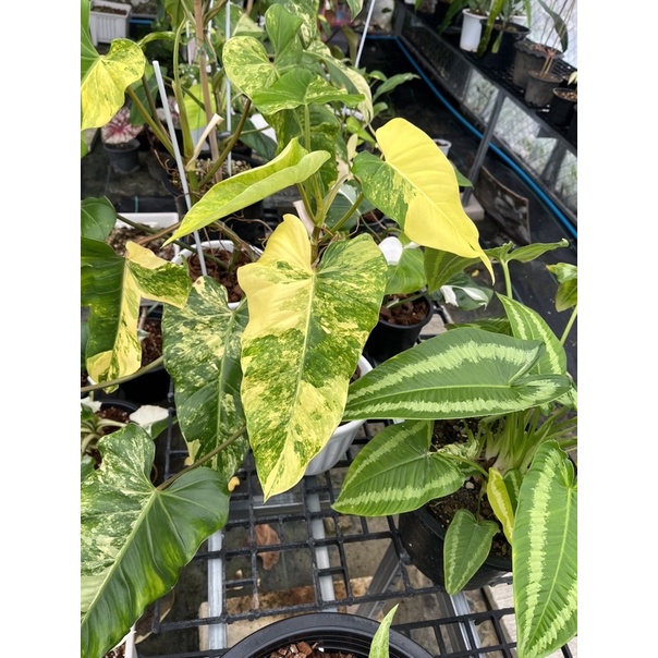 ต้นฟิโลโดเมสติคัม-โดเมสติคัม-philodendrondomesticumvariegata