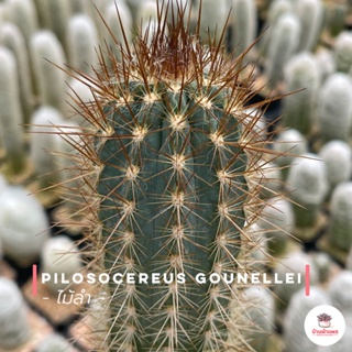 ไม้ลำ Pilosocereus Gounellei แคคตัส กระบองเพชร cactus&amp;succulent