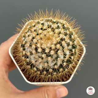 แมมมิลาเรีย นิโวซา Mammillaria nivosa แคคตัส กระบองเพชร cactus&amp;succulent