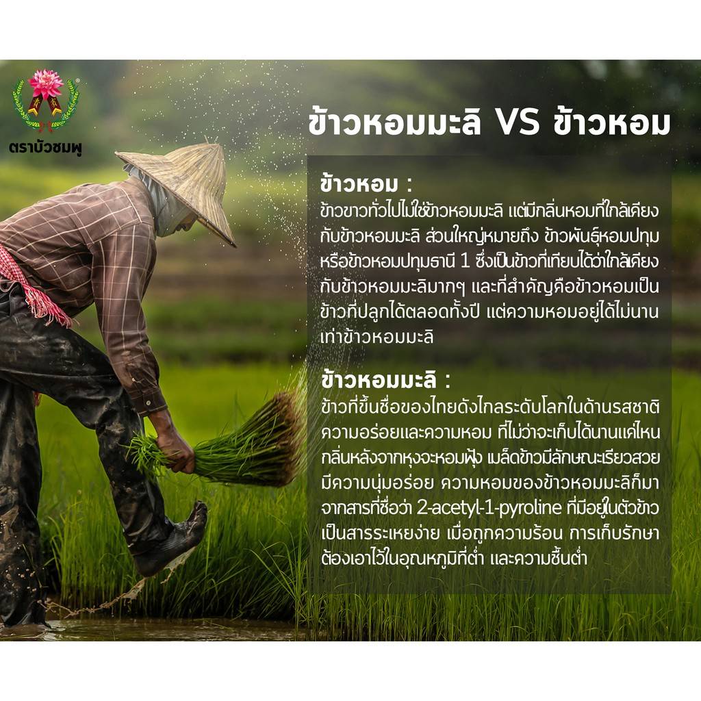 v7hae3af-ลดทันที-45-เมื่อช้อปครบ-300-ข้าวกล้องหอมมะลิ-ตราบัวชมพู-brown-jasmine-rice