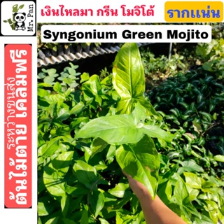 Syngonium Mojito เงินไหลมา โมจิโต้ เขียว ต้นไม้ตายระหว่างขนส่ง syngonuim