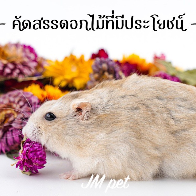 hamster-travel-อาหารหนู-หนูแฮมเตอร์-ไจแอนท์-หนูโรโบ-หนูตัวเล็ก-อาหารสัตว์ฟันแทะ-สูตรทั่วไป-800-g-ls10