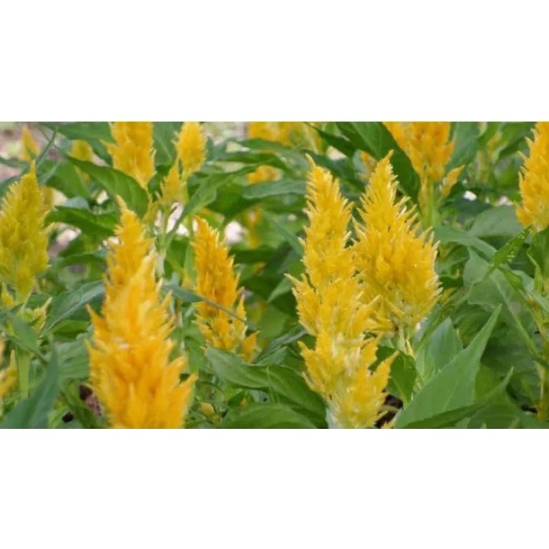 เมล็ดพันธุ์-ดอกสร้อยไก่-สีเหลือง-celosia-plumos-ความสูง-ประมาณ-15-20-ซม-บรรจุ-100-เมล็ด