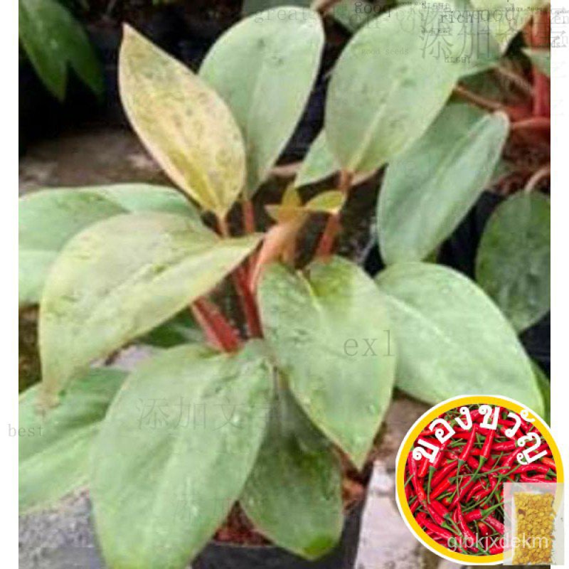 ปรัชญา/ดาวแคระแดงคองโก/พืชในร่มยกทม/seeds/ดอกกุหลาบ/ดอกทานตะวัน/ดอกไม้ ...