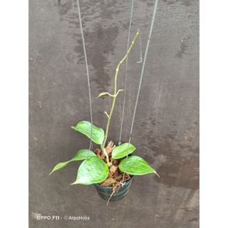 Hoya latifolia "bai bua" โฮย่า ใบบัว