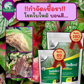 กำจัดเชื้อรา สาเหตุของโรคใบไหม้ ในบอนสี ไตรโคเดอร์มา ไตรโคเร็กซ์ ปลอดภัยต่อคนและสัตว์เลี้ยง