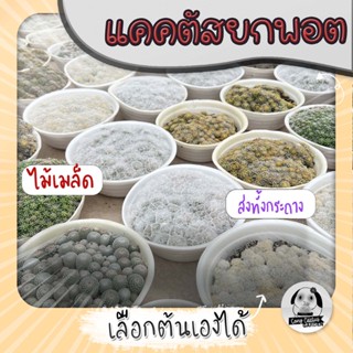 ต้นแคคตัสยกพอตหลายต้น ไม้เมล็ด เลือกต้นได้ Set W (CACTUS) - กระบองเพชร ราคาถูก🌵แคคตัส🌵