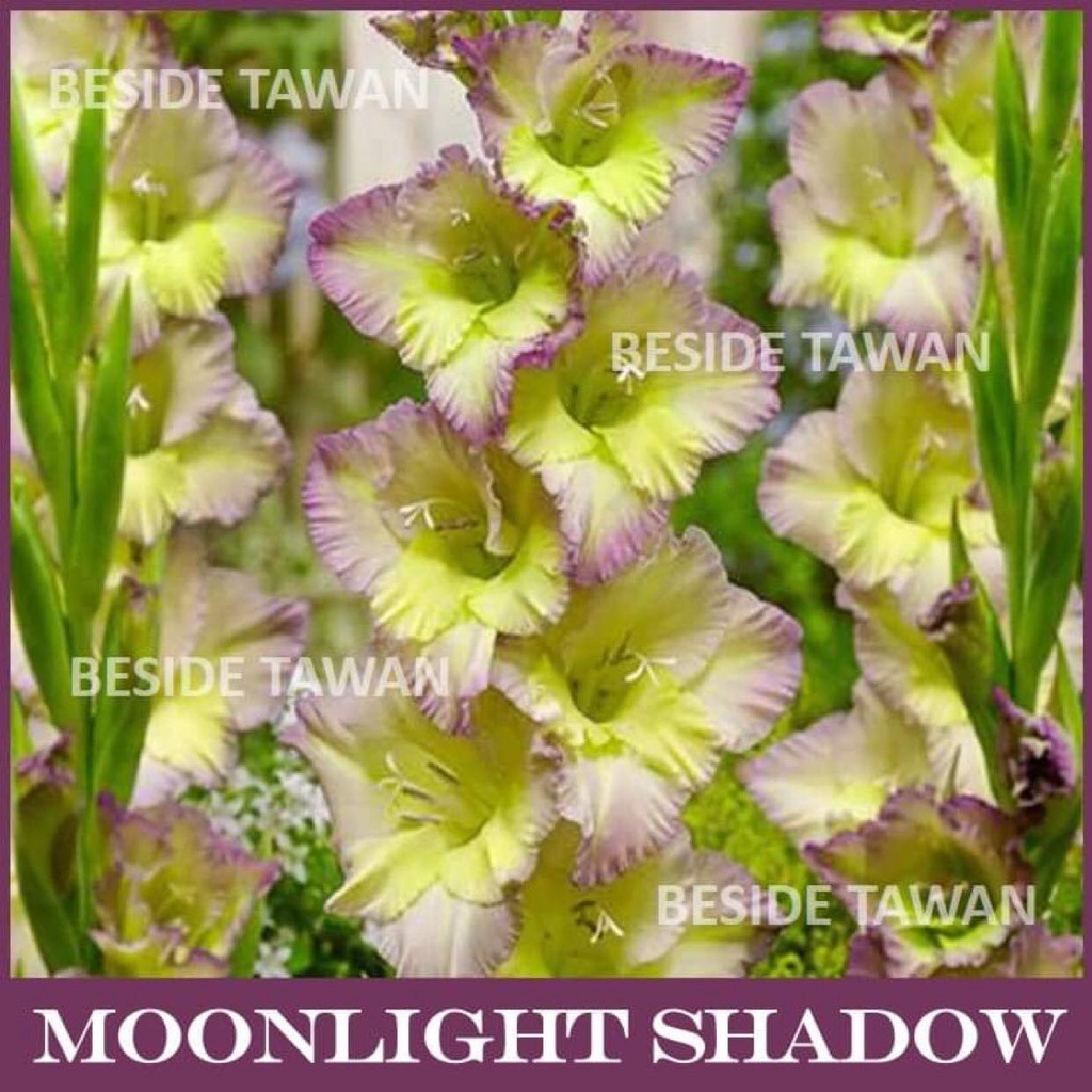 Gladiolus ( แกลดิโอลัส ) Moonlight shadow | Shopee Thailand