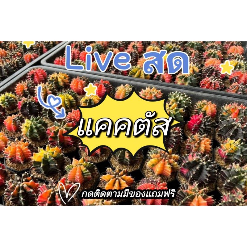 live-สด-แคคตัส-หลายสายพันธุ์