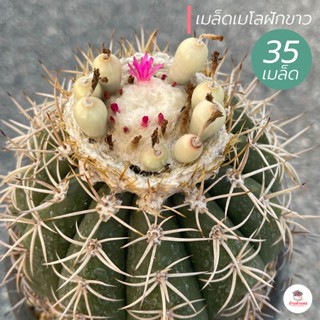 ( 35 เมล็ด ) เมล็ดเมโลฝักขาว แคคตัส กระบองเพชร cactus&amp;succulent