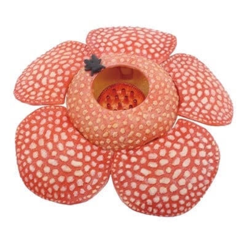pokemon-evolution-of-rafflesia-and-japan-rafflesia-corpse-flower-plant-pvc-figure-model-โปเกม่อน