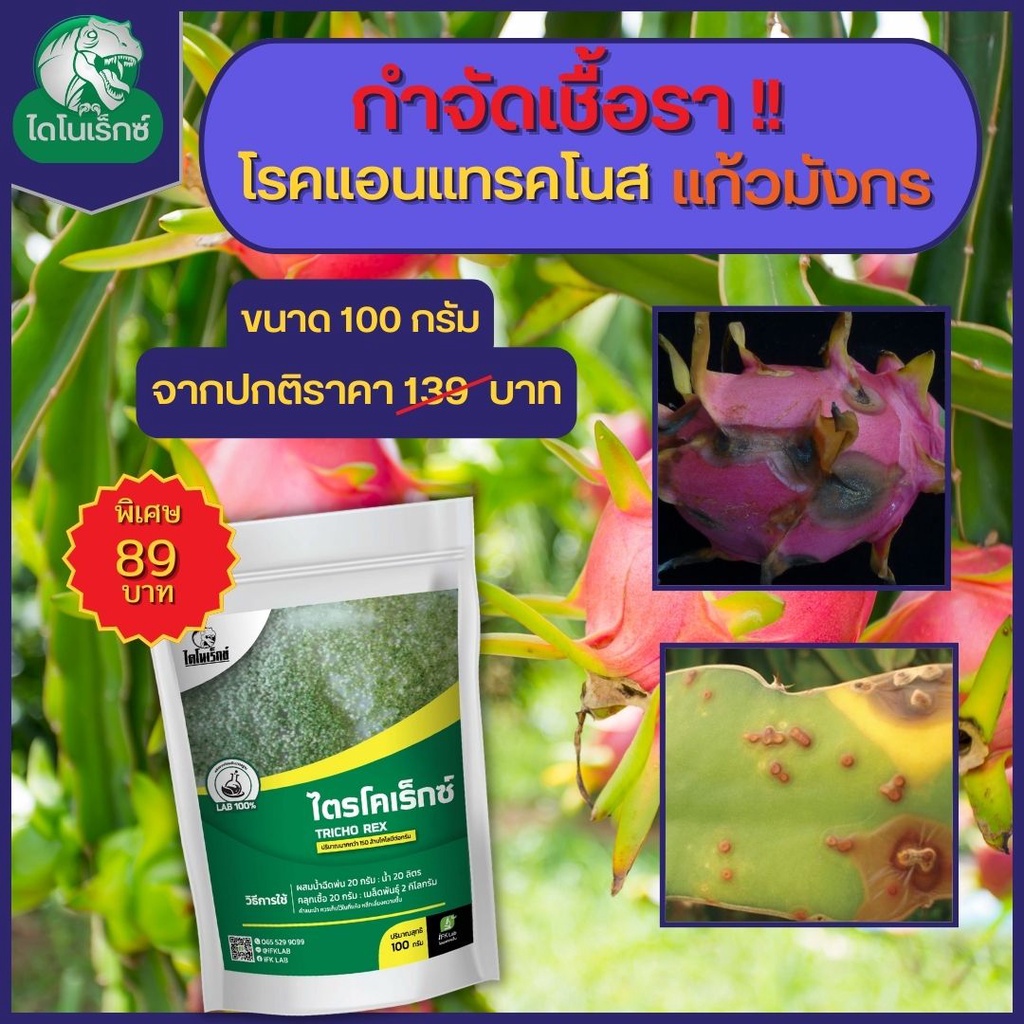 กำจัดเชื้อรา-สาเหตุของโรคแอนแทรคโนส-ในแก้วมังกร-ไตรโคเดอร์มา-ไตรโคเร็กซ์-ปลอดภัยต่อคนและสัตว์เลี้ยง