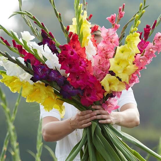 หัวดอก-แกลดิโอลัส-gladiolus-หัวไม้นำเข้า-คละสี-พร้อมปลูก-ชุดละ-5-หัว-คู่มือการปลูก