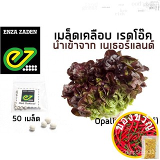 เมล็ดพันธุ์ ผักสลัด เรดโอ๊ค (แบบเคลือบ) นำเข้าจากเนเธอร์แลนด์ อัตราการงอก 85%MixGrassManilaLycopersiconRoseRussianescule