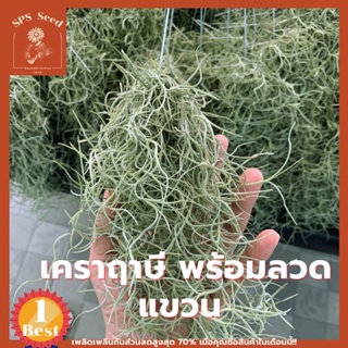 เคราฤาษี พืชฟอกอากาศ PM 2.5 🌟 หนวดฤาษี Spanish Moss ทรงหางกระรอกพร้อมแขวน ซื้อ 10 แถม 1 คับ