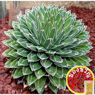 เมล็ดอวบอ้วน100%，ไทยในสต็อกพร้อมส่ง(shijx)Agave victoriae-reginae /อกาเว่ วิคตอเรีย-เรจิน่า ไม้อวบน้ำ Succulents (ไลทอป