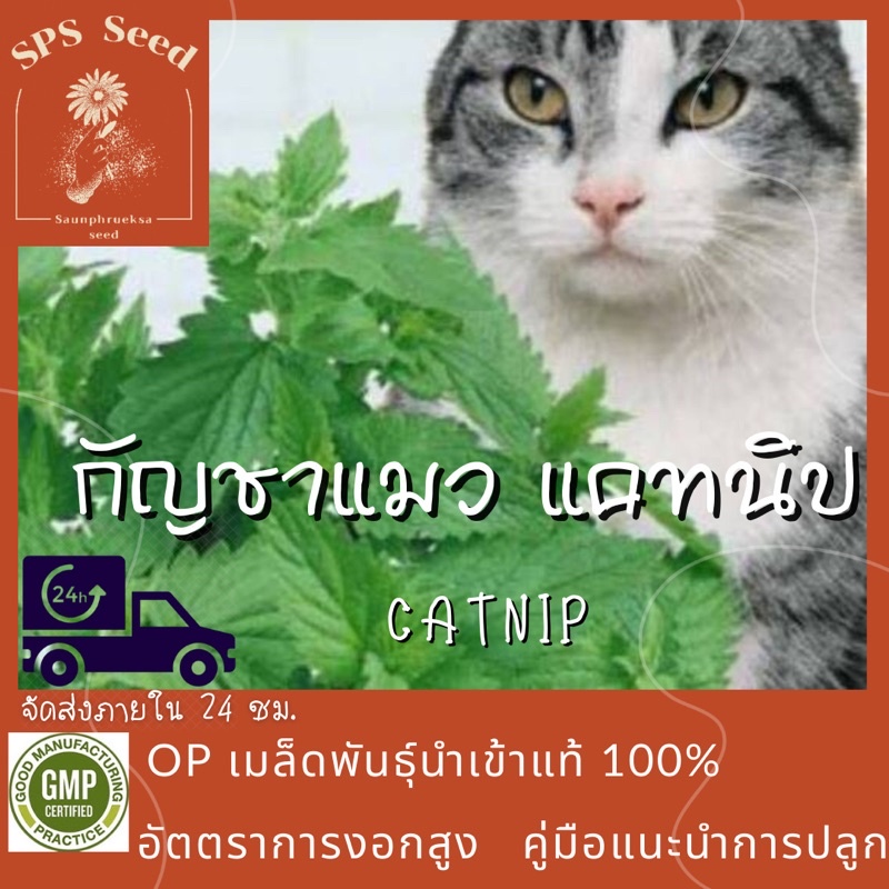 เมล็ดพันธุ์-ต้นกัญชาแมว-แคทนิป-catnip-cat-herb-1-000-เมล็ด