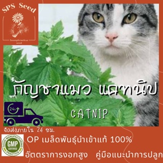 เมล็ดพันธุ์ ต้นกัญชาแมว แคทนิป - Catnip Cat Herb  1,000 เมล็ด