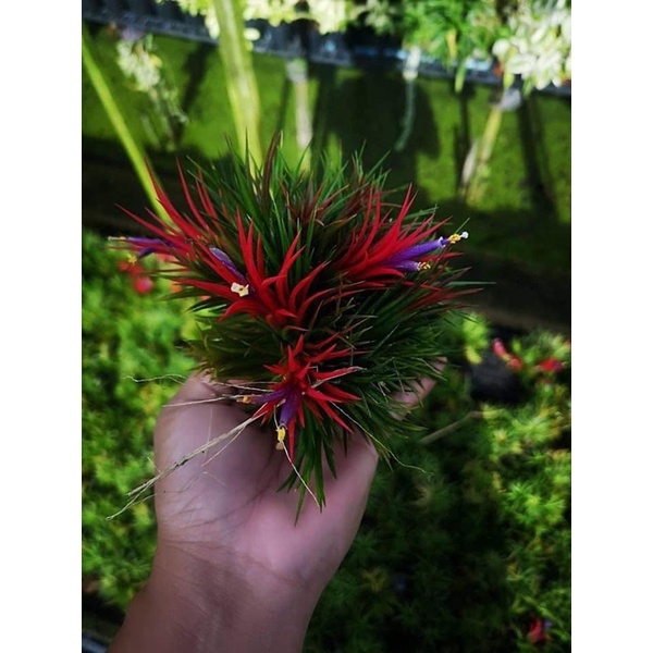 ทิลแลนเซีย-ฟูโก้-tillansia-fugo-สีแดง-ออกสีตามฤดูกาล