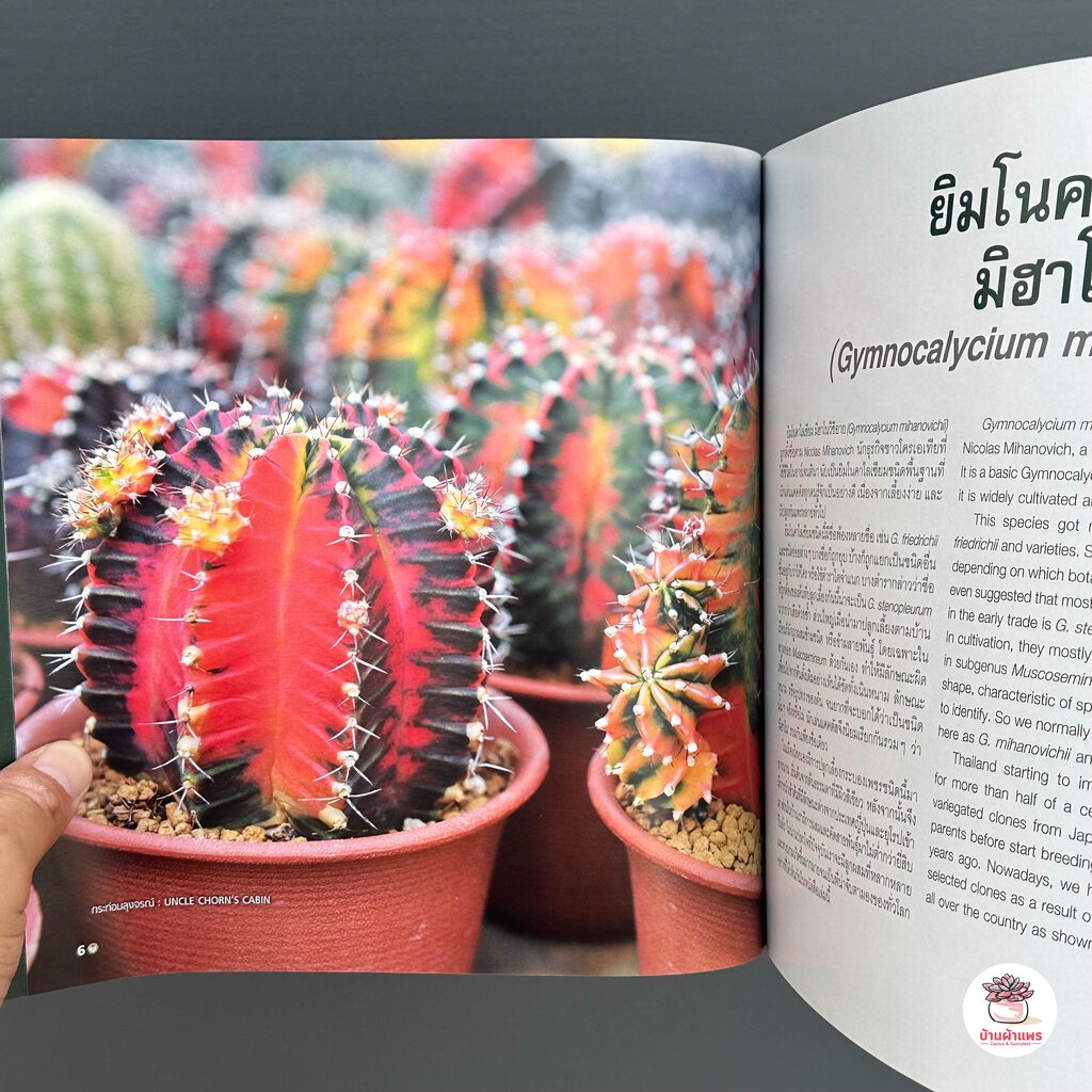 sale-หนังสือยิมโน-130-new-hybrid-amp-cultivar-gymnocalycium-in-thailand-แคคตัส-กระบองเพชร-ไม้อวบน้ำ-cactus-amp-succulent