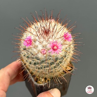 Mammillaria Bombycina แคคตัส กระบองเพชร cactus&amp;succulent