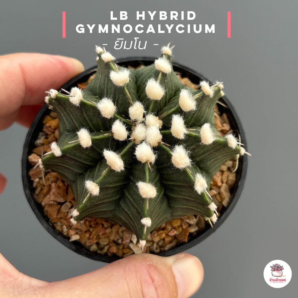 ยิมโน-lb-hybrid-gymnocalycium-แคคตัส-กระบองเพชร-cactus-amp-succulent