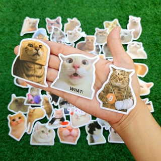 สติ๊กเกอร์ แมว หน้าตากวนๆ ตลกๆ น้องเหมียว ทาสแมว ติดแน่น กันน้ำ (50 ชิ้น) funny cat sticker