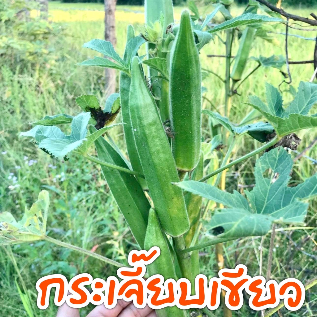 เมล็ดพันธุ์-สวนครัวขายดี-ผักพื้นบ้าน-ตัวเลือก-600-เมล็ด-ราคาถูก-10-บาท-มีคู่มือการปลูก-ซื้อ10-แถม-1-คละได้