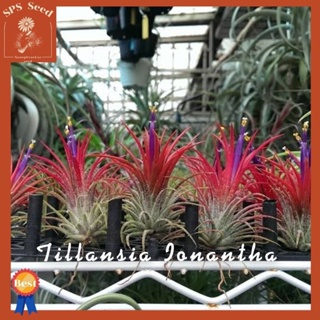 ทิลแลนเซีย ขนาดใหญ่ ชุดละ 10 ต้น Tillandsia Ionantha