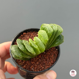 Haworthia Truncata Lime Green ฮาโวเทีย ไม้อวบน้ำ กุหลาบหิน cactus&amp;succulentหลากหลายสายพันธุ์