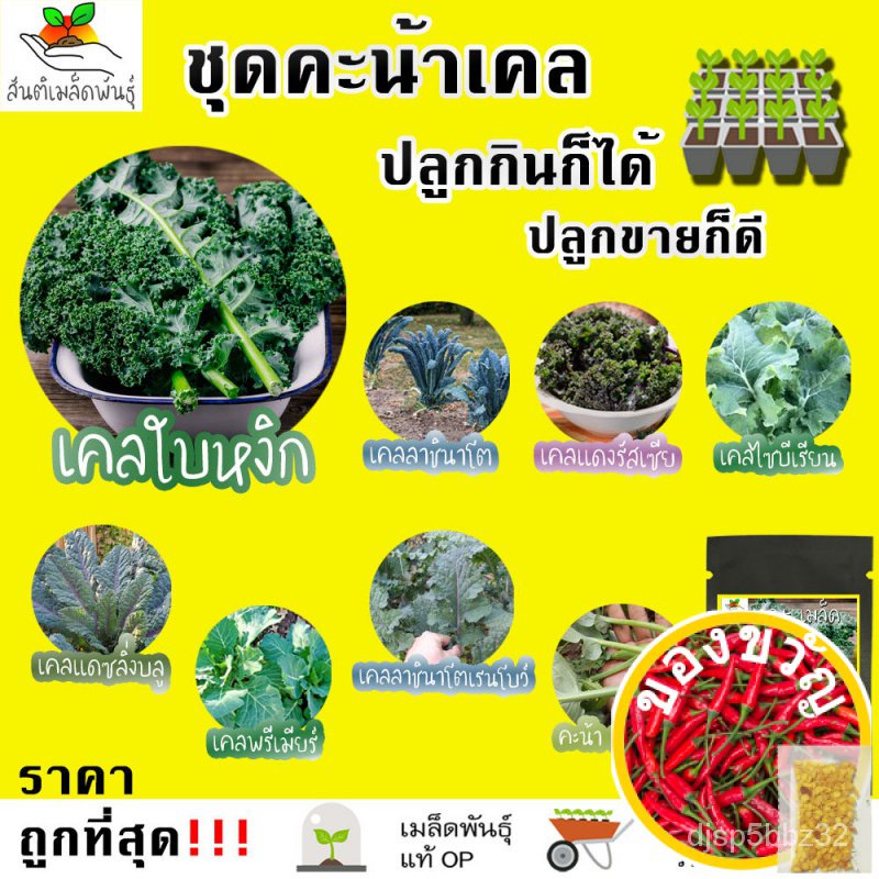 เมล็ดอวบอ้วน100-ไทยในสต็อกพร้อมส่งเมล็ดพันธุ์-ซองสุ่มเมล็ดพันธ์ุ-เมล็ดผัก-เมล็ดผลไม้-เมล็ดดอกไม้-เดซี่สีขาว-เคลใบหงิก