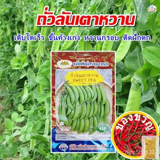 เมล็ดอวบอ้วน100%，ไทยในสต็อกพร้อมส่งเมล็ดถั่วลันเตาหวาน SWEET PEA เมล็ดถั่วลันเตา เมล็ดพันธุ์ถั่วลันเตาหวาน เมล็ดผักสวนคร