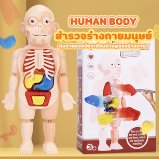 [🔥พร้อมส่ง] ของเล่นโมเดลร่างกายมนุษย์  ของเล่นเด็ก DIY ของเล่นวิทยาศาสตร์และการศึกษาอวัยวะของมนุษย์ Beercn