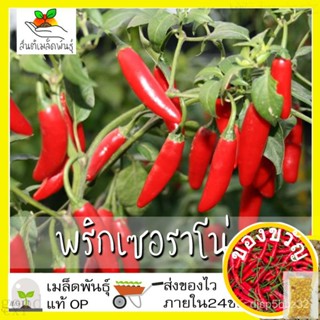 เมล็ดอวบอ้วน100%เมล็ดพันธุ์ พริกเซอราโน่ 50 เมล็ด Serrano Pepper Seed เมล็ดพันธุ์แท้100% นำเข้าจากต่างประเทศ ปลูกผัก สวน