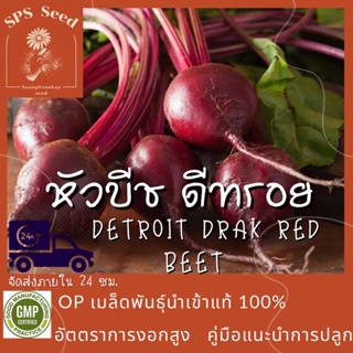 เมล็ดพันธุ์ หัวบีช ดีทรอย - Detroit Dark Red Beets  100 เมล็ด
