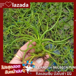 Tillandsia bulbosa mini ทิลแลนเซีย บัลโบซ่า มินิ ไม้ฟอกอากาศ