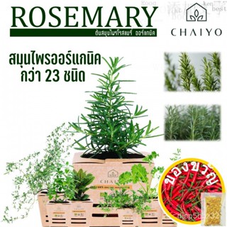 เมล็ดอวบอ้วน100%รวมต้นสมุนไพร ออร์แกนิค ชนิดต่างๆกว่า 23 ชนิด and Organic Herb 23 Varieties กระถาง 4 นิ้วเมล็ดพันธุ์Rose