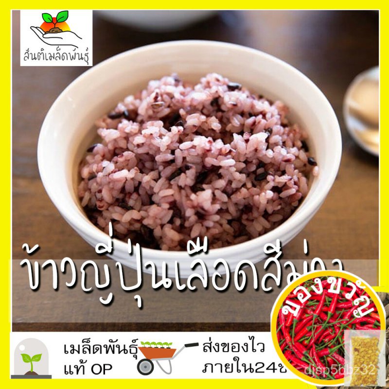 เมล็ดอวบอ้วน100-ไทยในสต็อกพร้อมส่งเมล็ดพันธุ์-ชุดข้าวญี่ปุ่น-เมล็ดพันธุ์หายาก-ขายดี-ข้าวญี่ปุ่นโคชิฮิคาริ-ข้าวญี่ปุ่นไข