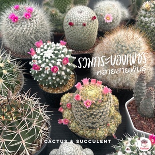 รวมกระบองเพชรหลายสายพันธุ์ แคคตัส กระบองเพชร cactus&amp;succulent